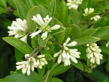 Weiße Blüten bei Ligustrum obtusifolium regelianum