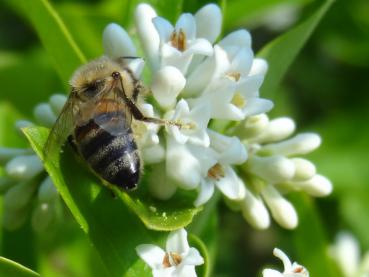 Flächenliguster als Bienennährgehölz