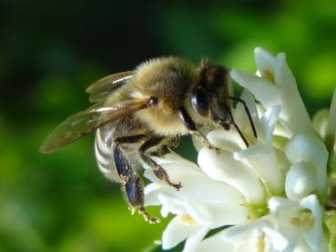 Bienennährgehölz Liguster
