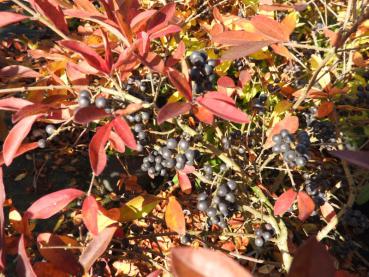 Der Flächen-Liguster im Herbstlaub samt schwarzen Früchten