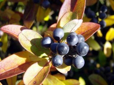 Ligustrum obtusifolium regelianum: Im Herbst schwarzer Beerenschmuck