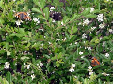 Beliebte Nahrunsquelle bei Schmetterlingen