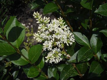 Ligustrum ovalifolium