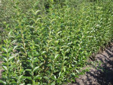 Ligustrum ovalifolium