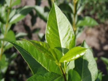 Ligustrum ovalifolium