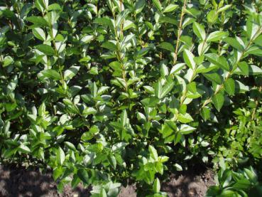 Ligustrum ovalifolium