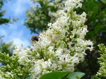 Ligustrum ovalifolium