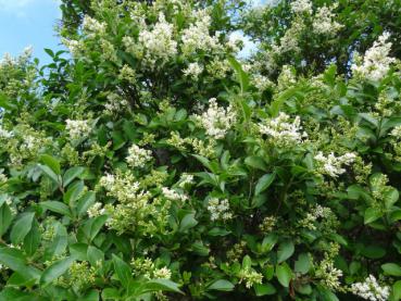 Ligustrum ovalifolium in voller Blüte