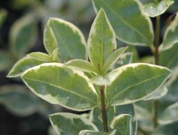 Weißbunter Liguster, Ligustrum ovalifolium Argenteum