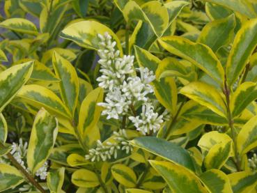 Ligustrum ovalifolium Aureum in Blüte