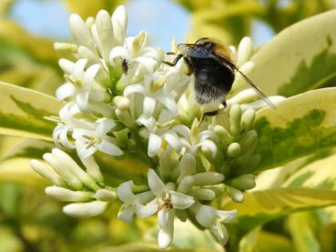 Goldliguster Blüte mit Insekten