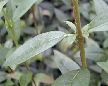 Ligustrum vulgare Atrovirens - Wintergrüner Liguster