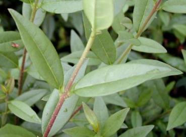 Ligustrum vulgare Lodense - Zwergliguster