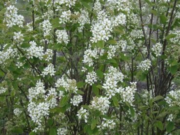 Berghäggmispel - fröplantor - Amelanchier ovalis - fröplantor