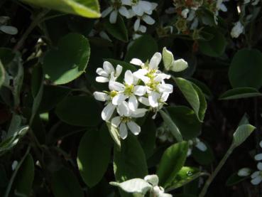 Einheimische Felsenbirne - weiße Blüte