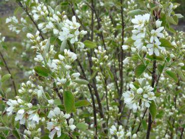 Weiße Blütenpracht der Amelanchier ovalis