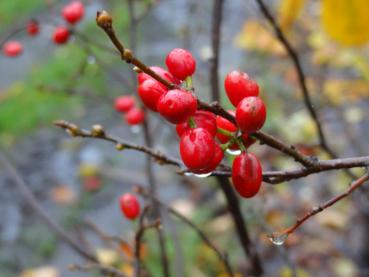 Lindera benzoin - Gewürzbaum, Fieberstrauch