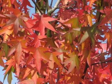 Amberbaum, Liquidambar styraciflua im Herbstlaub