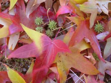 Bunte Blätter und Früchte des Liquidambar styraciflua im Herbst