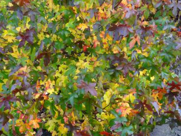 Gelbe bis rote Herbstfärbung des Amberbaumes