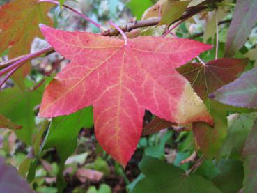 Rotes Herbstlaub des Liquidambar styraciflua