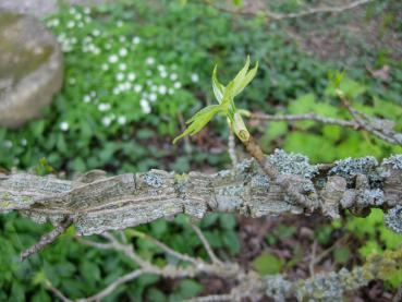 Der Amberbaum im April