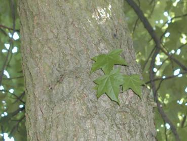 Borke vom Liquidambar styraciflua