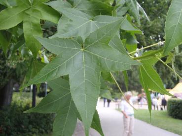 Amberbaum, typisches Sommerlaub