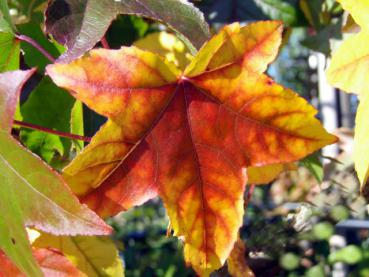 Tolle Facetten im roten Herbstlaub beim Amberbaum