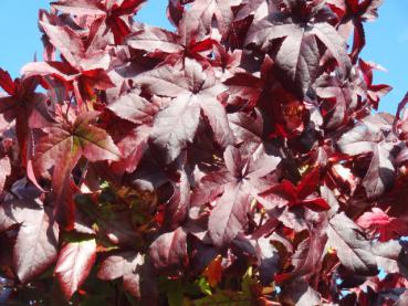 Der Zwerg-Kugelamberbaum in prächtiger Herbstfärbung