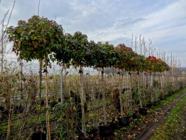 Foto aus unserem Quartier vom Herbst 2014 (Liquidambar styraciflua Gumball)