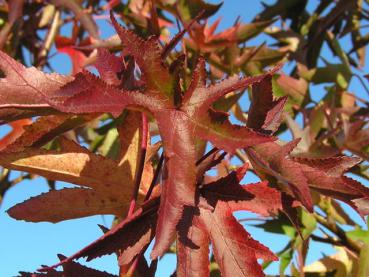 Liquidambar styraciflua Stella - Amberbaum Stella