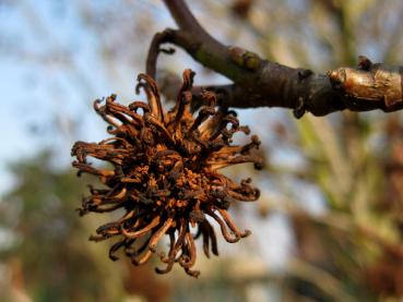 Frucht des Amberbaums Stella im Winter