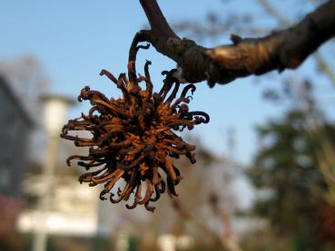 Amberbaum Stella: winterliche Frucht