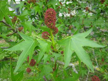 Der Amberbaum Stella blüht rot.