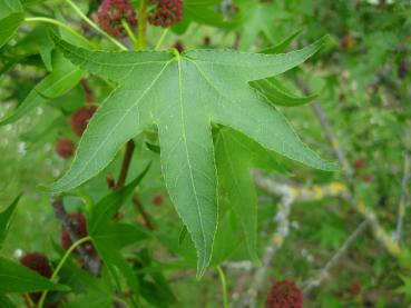 Tief eingeschnittes Blatt des Amberbaum Stella