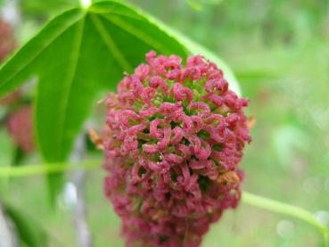 Amberbaum Stella: Skurrile Blüte