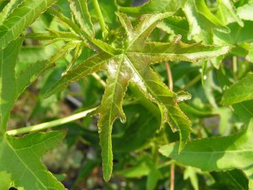 Liquidambar styraciflua Stella: Charakteristisches Blatt