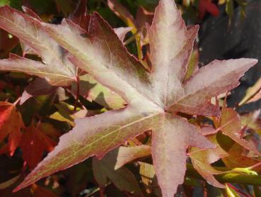 Liquidambar styraciflua Stella mit dunkelroter Herbstfärbung