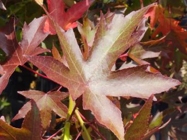 Rotes Herbstlaub: Liquidambar styraciflua Stella