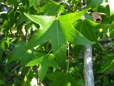 Amberbaum Stella - 5-lappiges Blatt