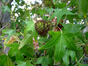 Typische junge Frucht: Amberbaum Stella