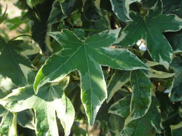 Liquidambar styraciflua Variegata - Weißbunter Amberbaum