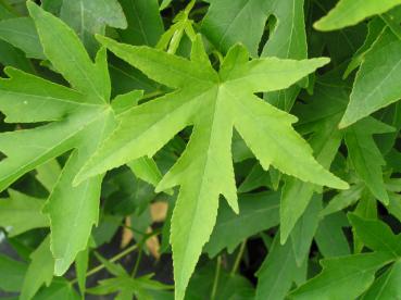 Liquidambar styraciflua Worplesdon - Amberbaum Worplesdon