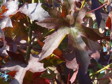 Amberbaum Worplesdon im Herbstkleid