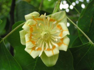 Tulpenbaum - Liriodendron tulipifera