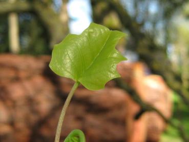 Junges Blatt des Tulpenbaums