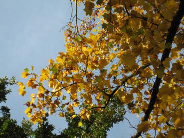 Im Herbst färben sich die Blätter des Tulpenbaums gelb.