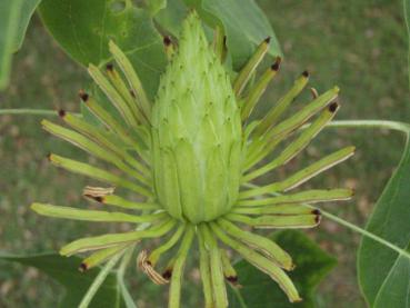 Fruchtstand von Liriodendron tulipifera