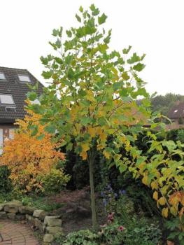 Tulpenbaum als Hausbaum mit beginnender Herbstfärbung
